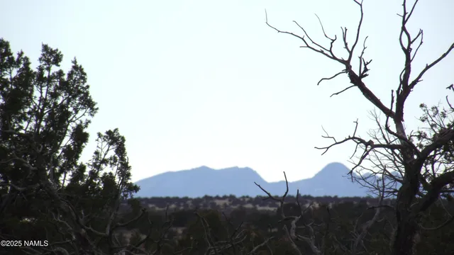 a view of a bunch of trees