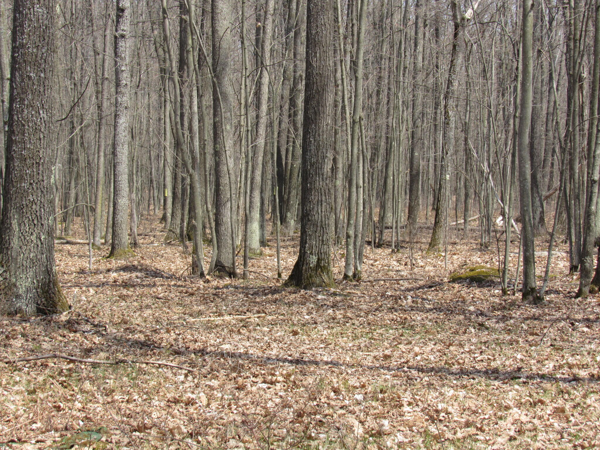 West Birch Road Roscommon, MI 48653 - Photo 6 of 6 Gallery Image 6