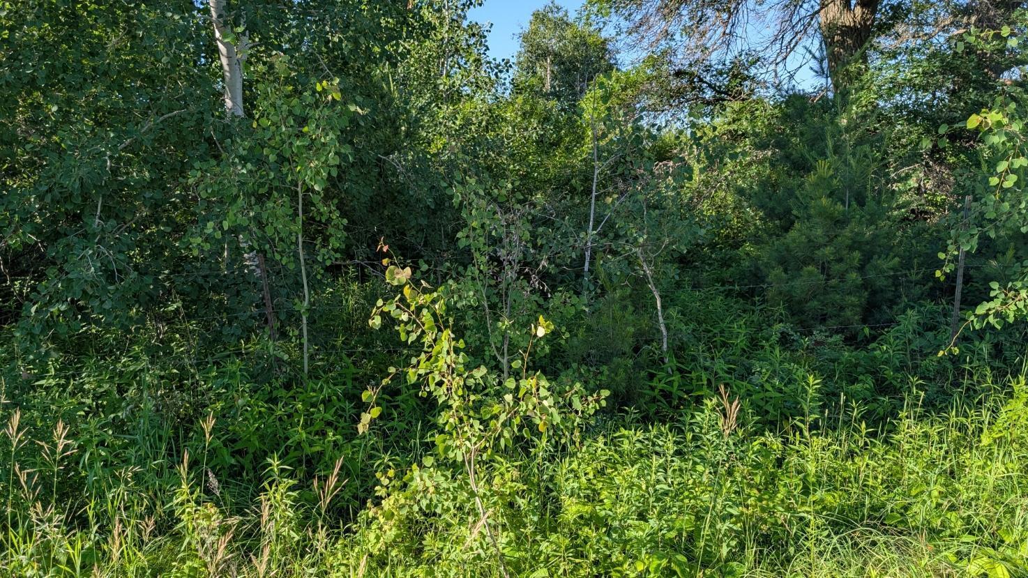 Tbd 60th Street Southwest Pequot Lakes, MN 56472 - Photo 7 of 9