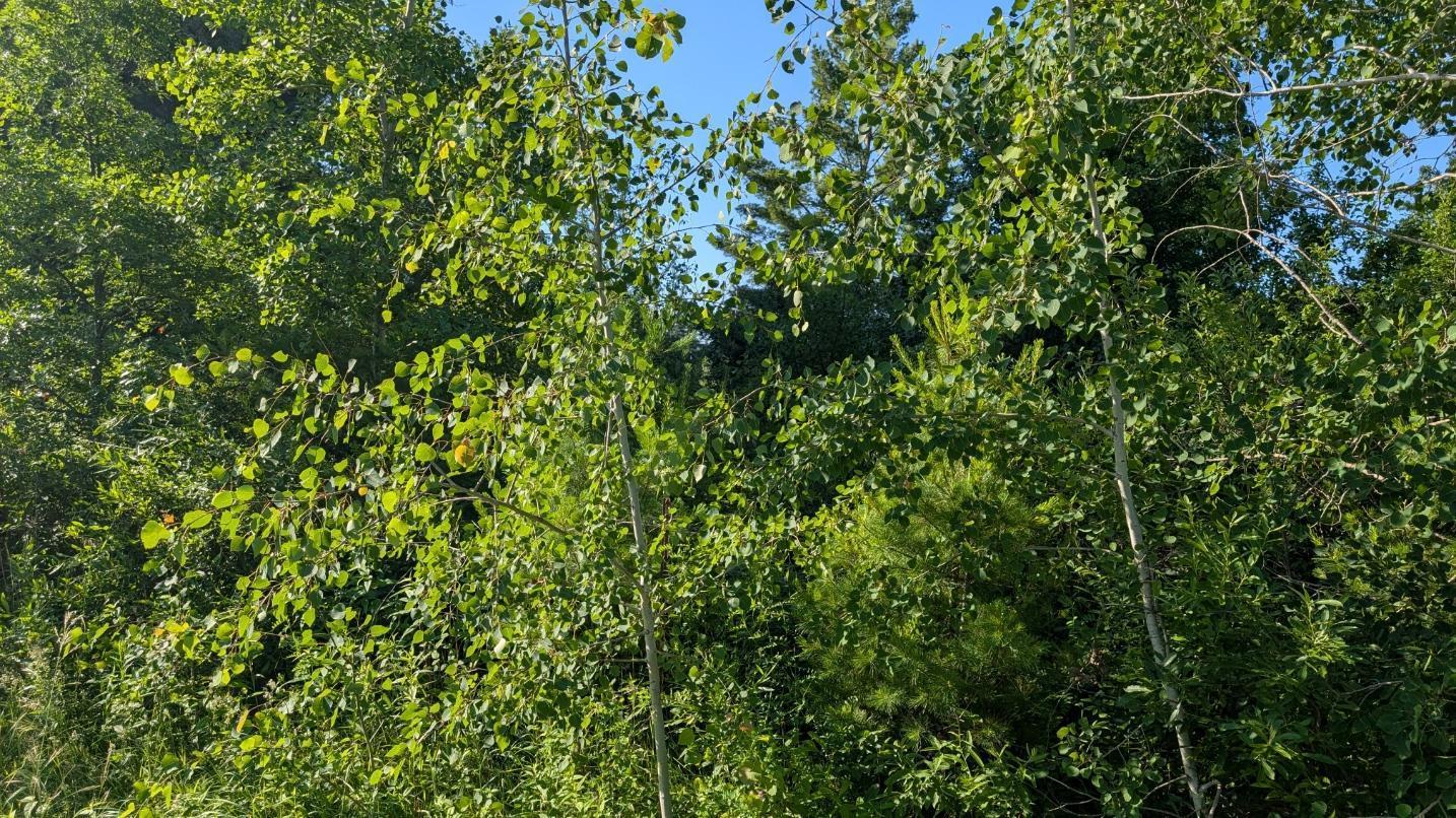 Tbd 60th Street Southwest Pequot Lakes, MN 56472 - Photo 8 of 9