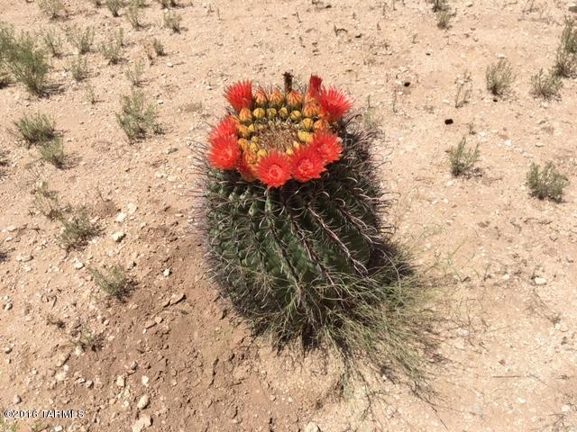 11745 East Rancho Los Rios Drive Tucson, AZ 85749 - Photo 5 of 10
