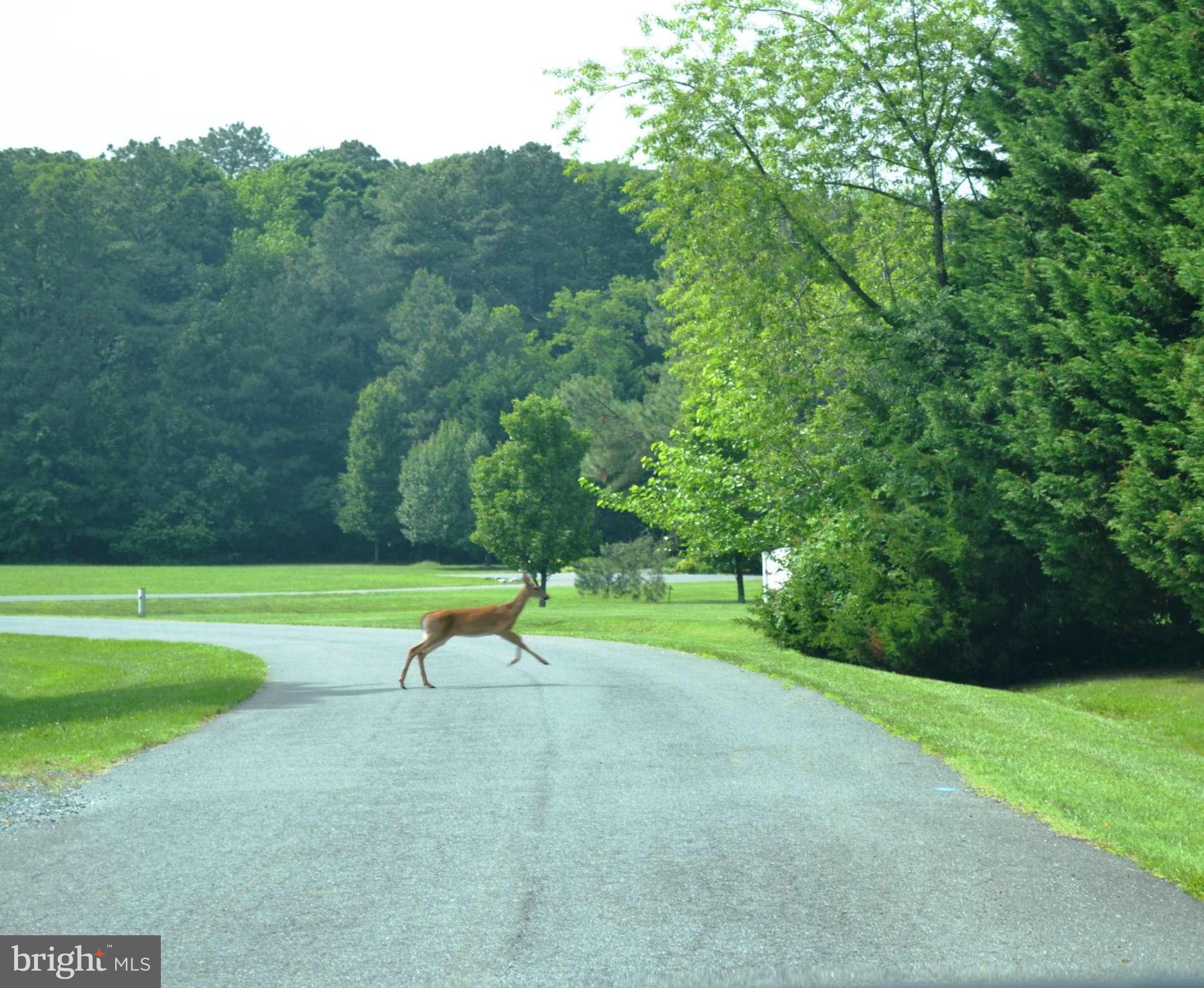 24878 Swan Road St. Michaels, MD 21663 - Photo 29 of 30 Community wildlife