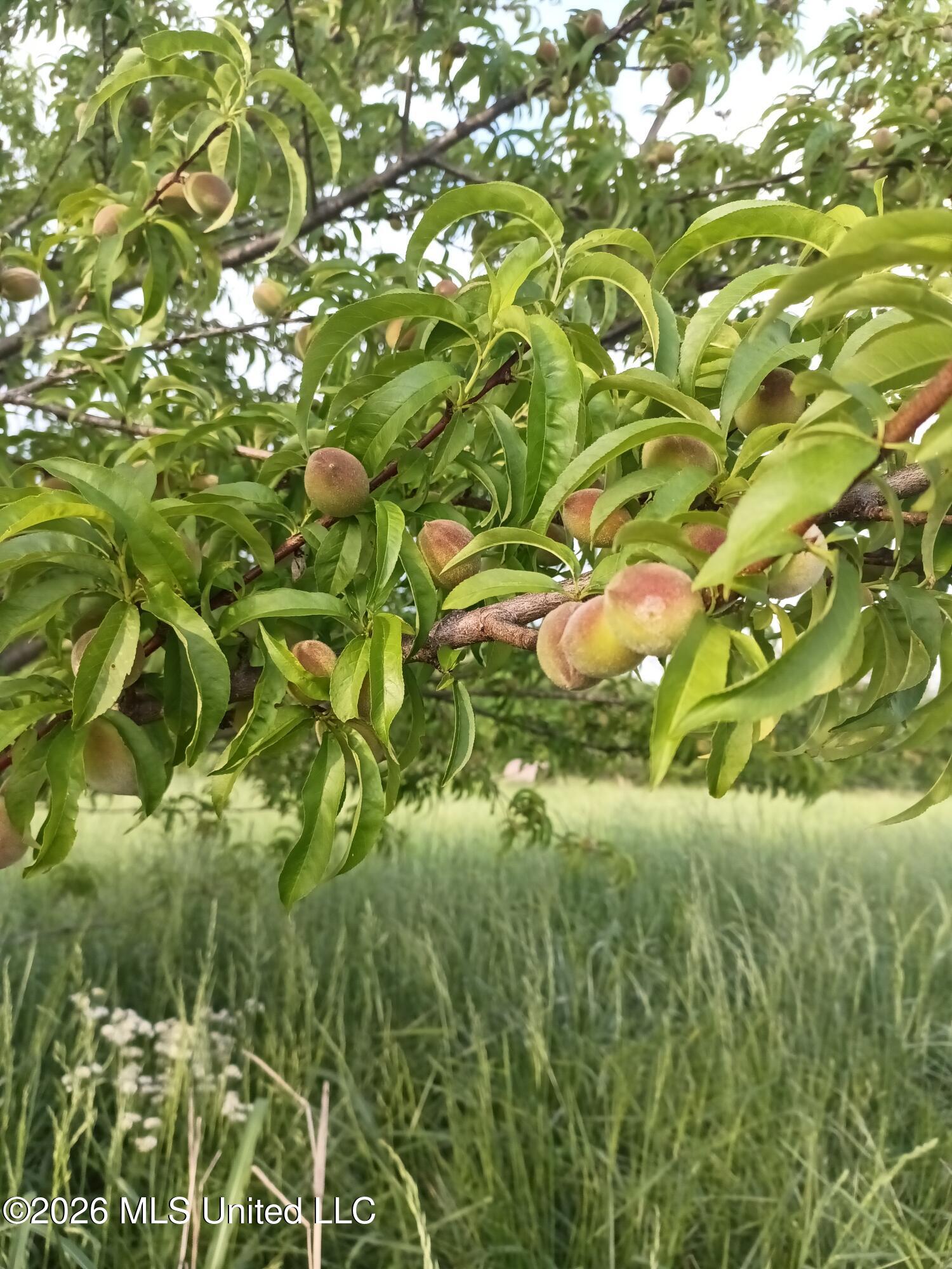 195 Jimmy Lane Holly Springs, MS 38635 - Photo 31 of 31 peach tree