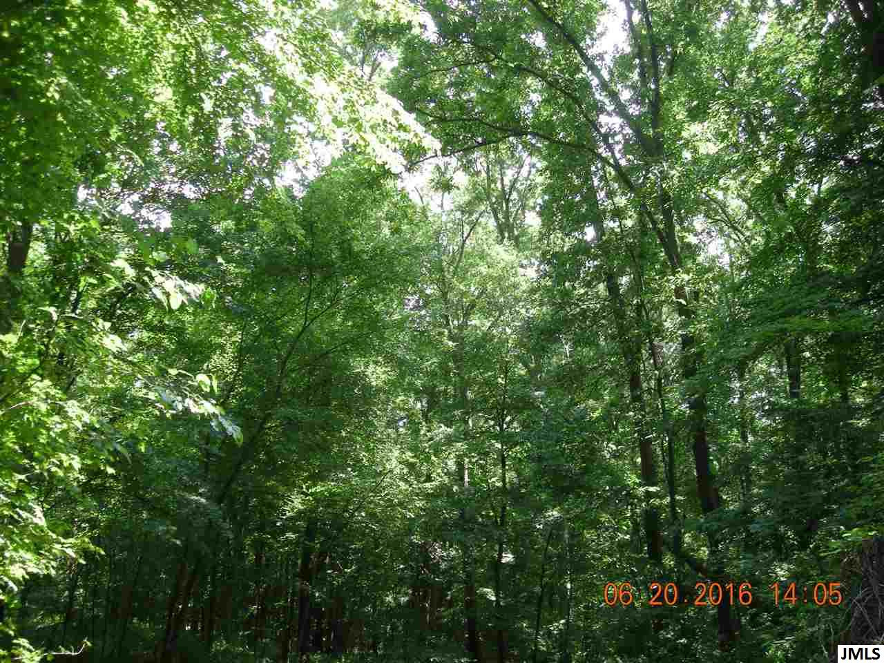 V/l Hubbard Road Concord, MI 49237 - Photo 6 of 7 Looking up at tops of trees!