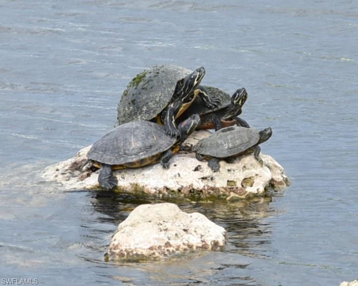4590 Eagle Key Circle Naples, FL 34112 - Photo 36 of 37 Exterior view from the lanai of the turtle gang