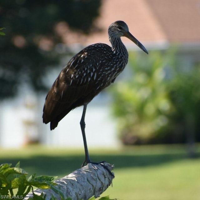 4590 Eagle Key Circle Naples, FL 34112 - Photo 37 of 37 Exterior view from the lanai of a Limpkin