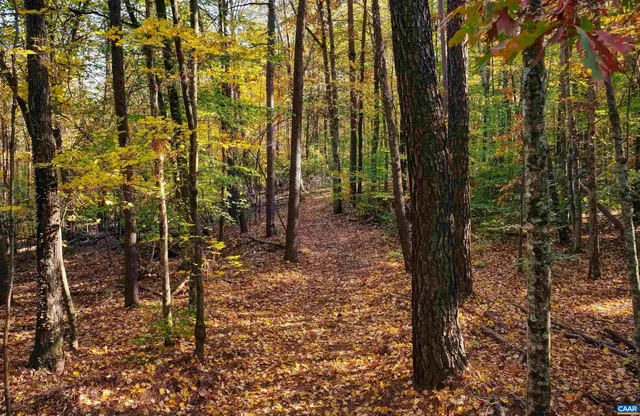 a backyard of a house with lots of plants and large trees