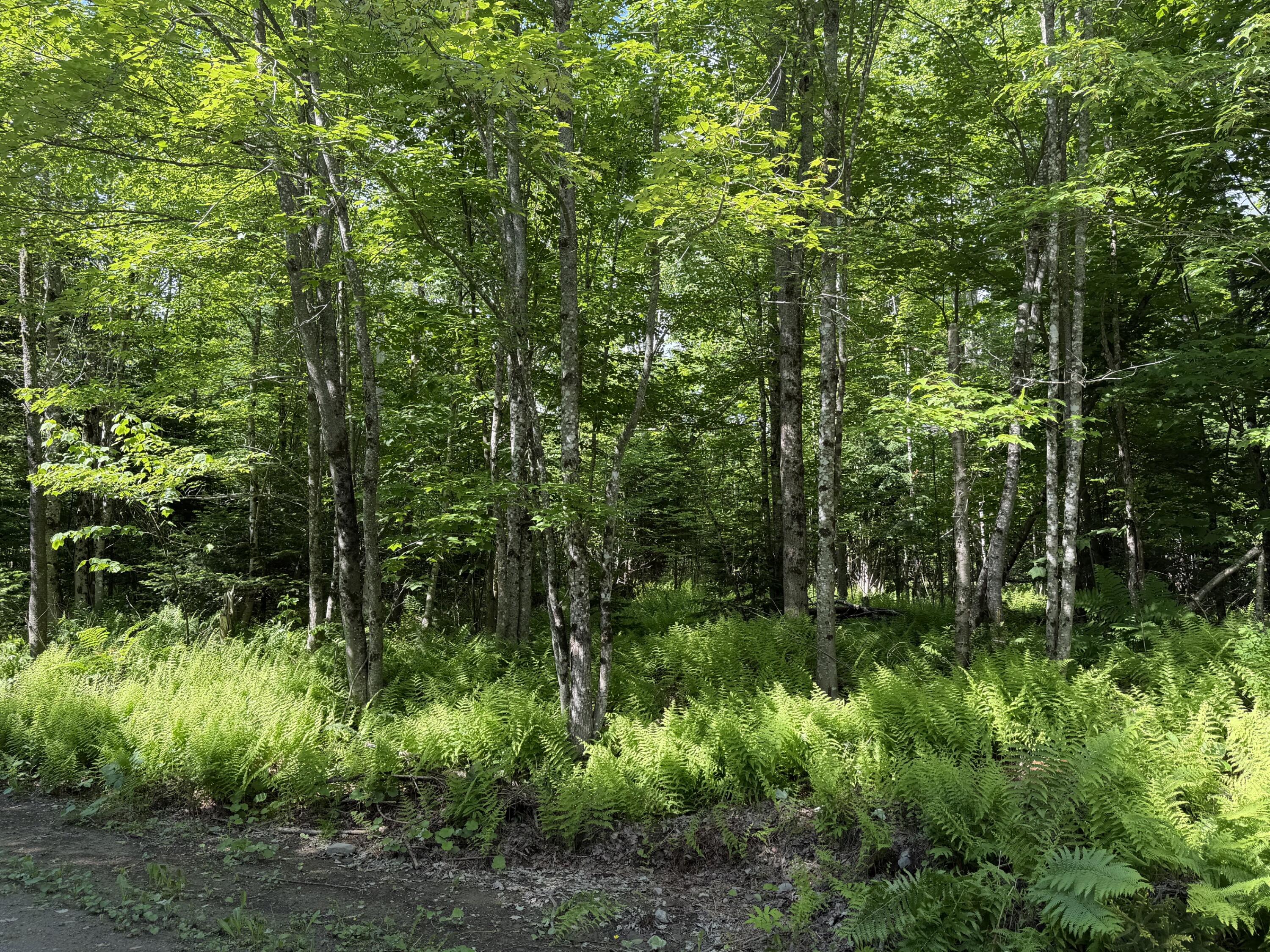 L1 Lily Bay Road Greenville, ME 04441 - Photo 11 of 15 IMG_0808