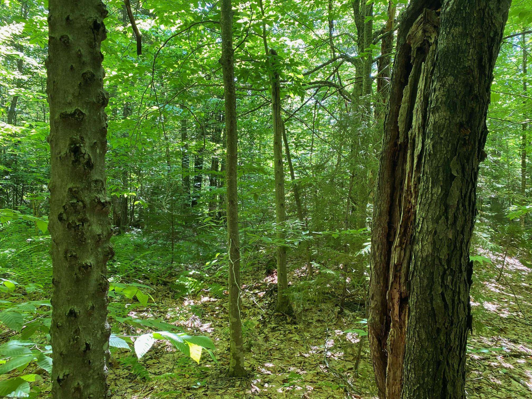 0 Herring Brook Road Moretown, VT 05660 - Photo 2 of 12