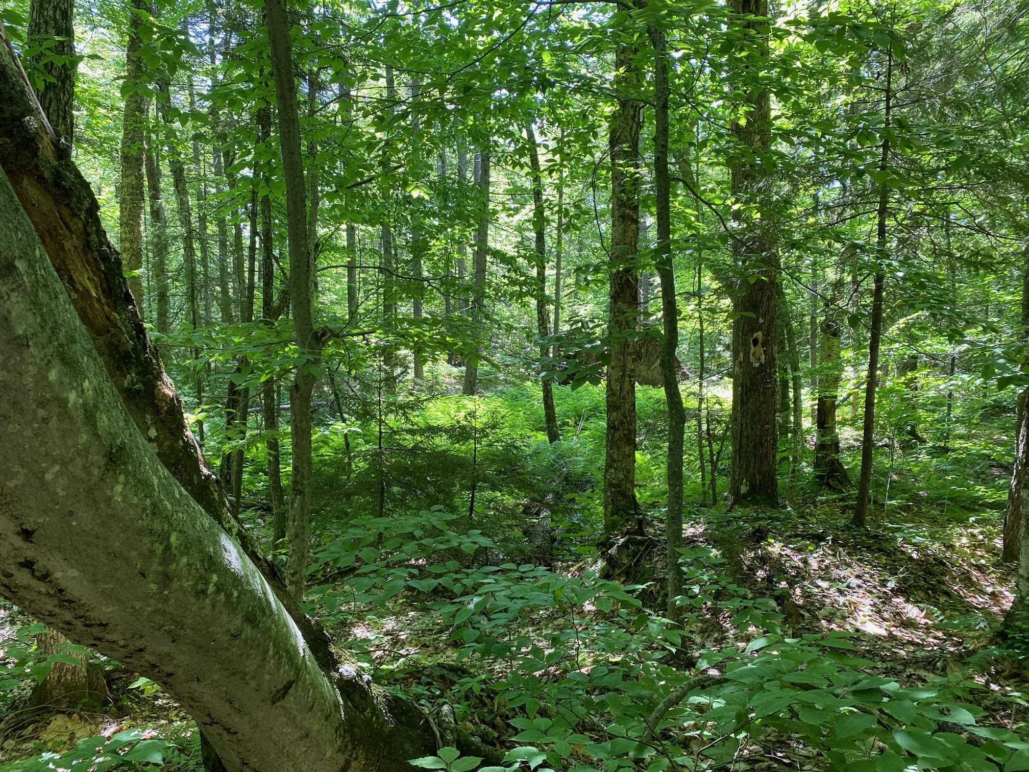 0 Herring Brook Road Moretown, VT 05660 - Photo 6 of 12