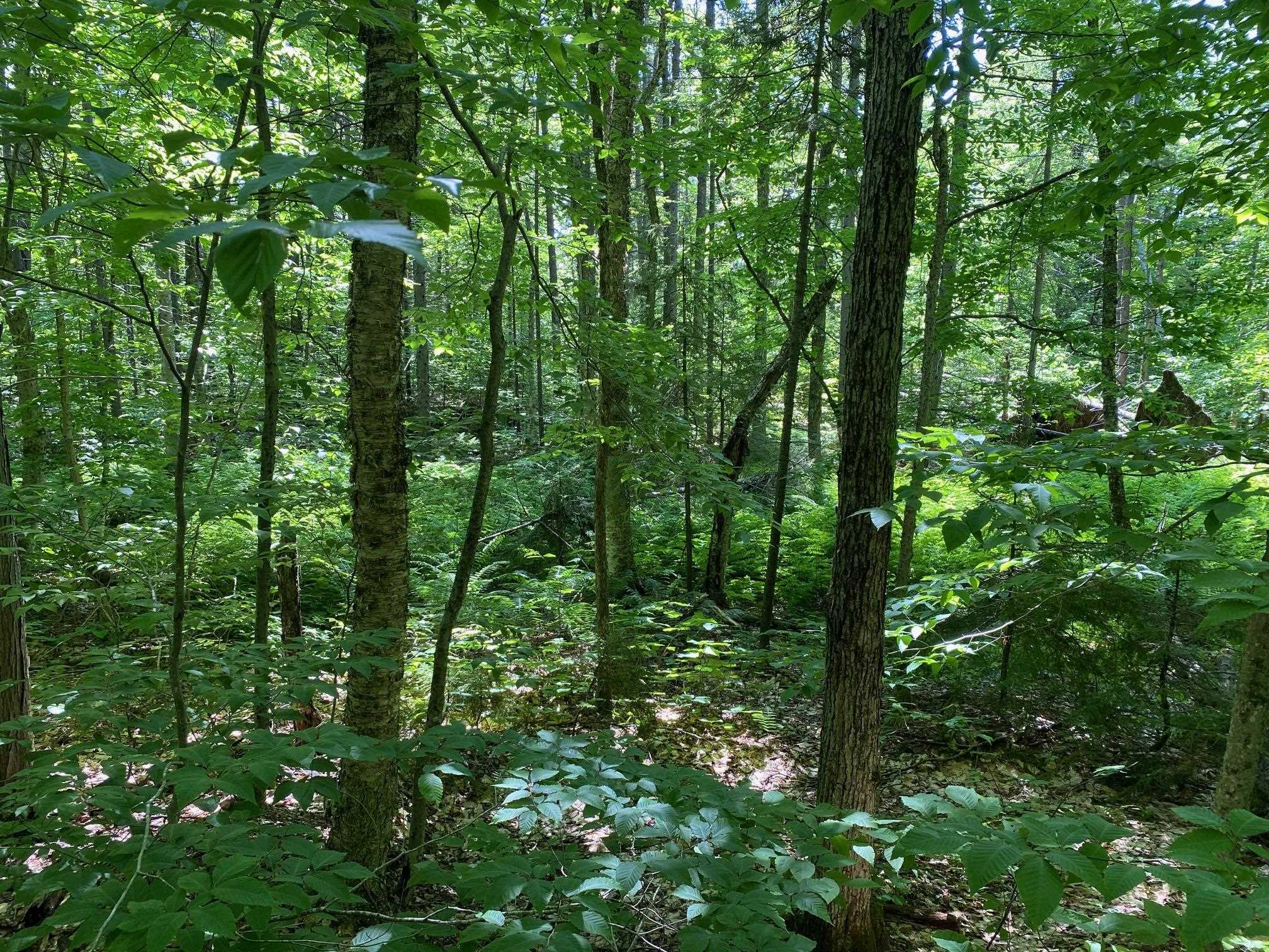 0 Herring Brook Road Moretown, VT 05660 - Photo 8 of 12