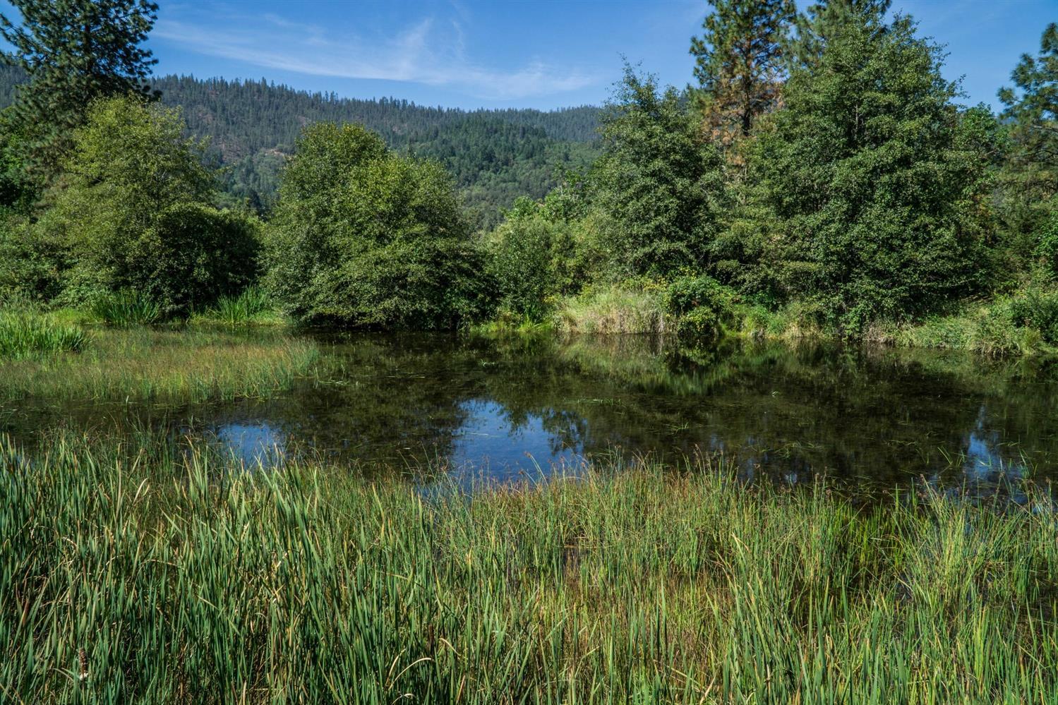 445 Cow Creek Road Riddle, OR 97469 - Photo 33 of 35 a view of a lush green forest with lots of trees