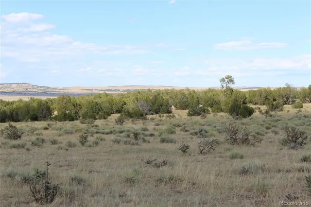 a view of a dry space with lots of trees