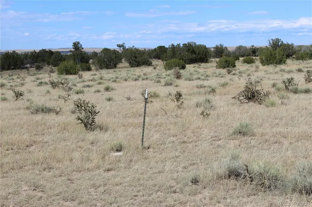 a view of a dry yard covered with trees