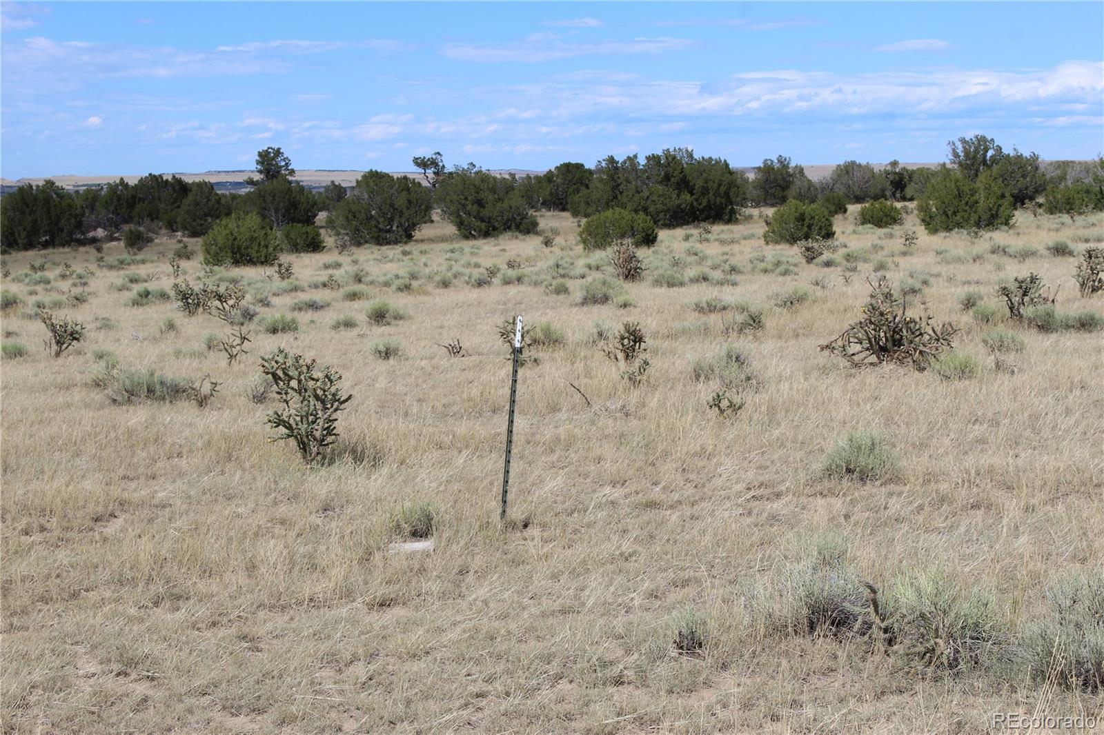 Ridge Road West Rye, CO 81069 - Photo 18 of 30 a view of a dry yard covered with trees