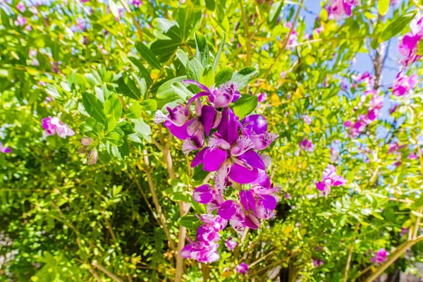 a garden view with a seating space