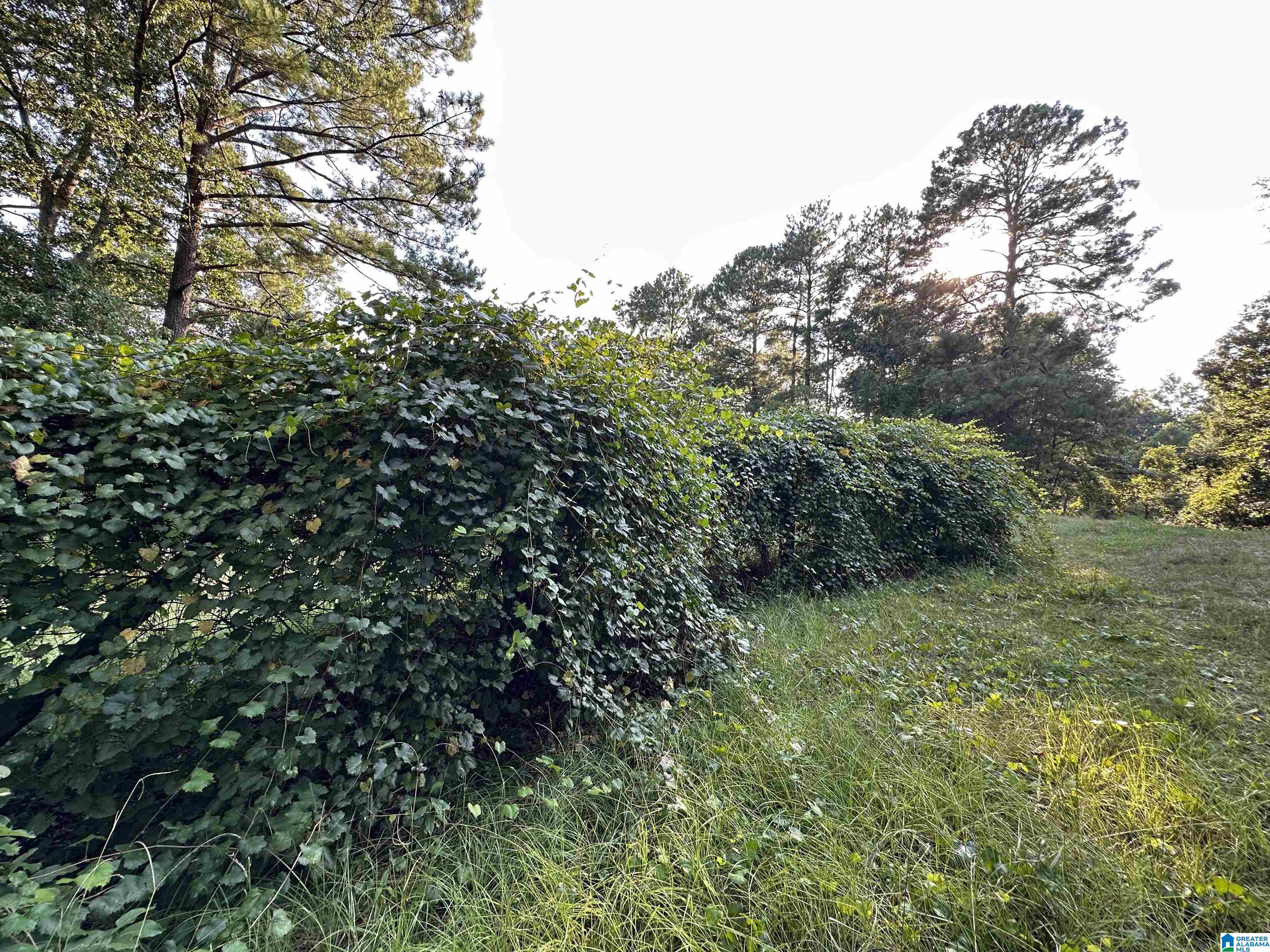 0 Honeycut Road Randolph, AL 36792 - Photo 6 of 29