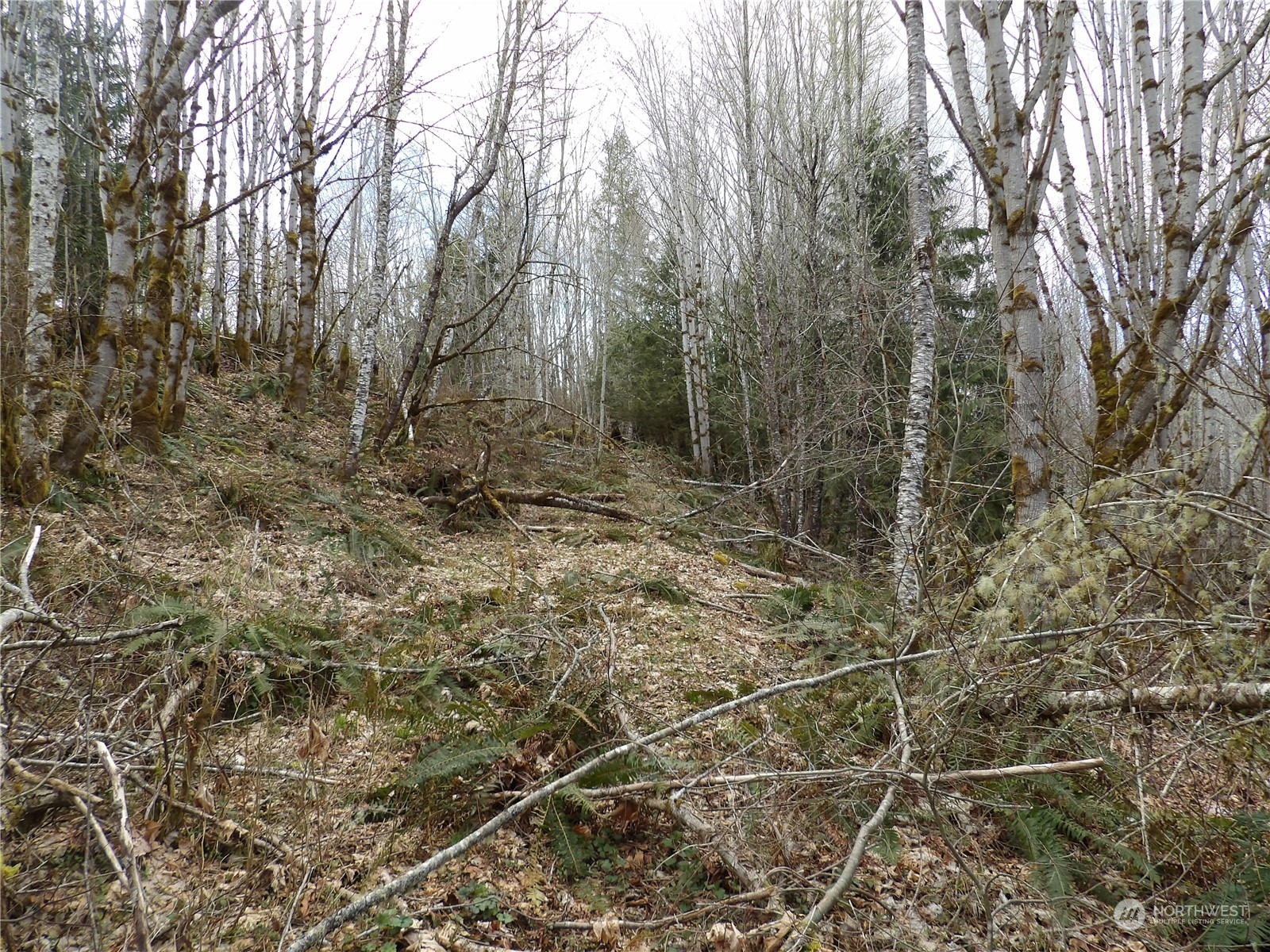 0 Mandolin Road Quilcene, WA 98376 - Photo 2 of 17 a view of a yard with plants and large trees