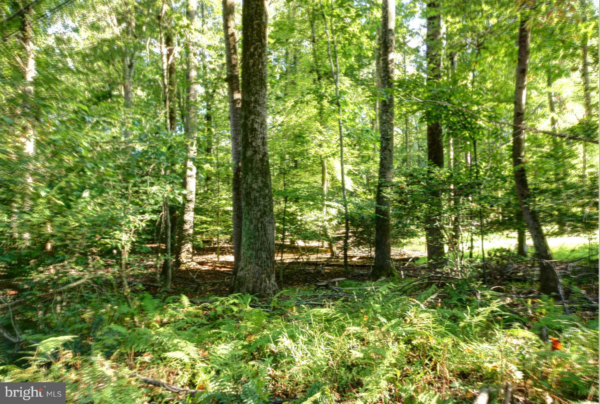 627 Utterback Store Road Great Falls, VA 22066 - Photo 2 of 6 View