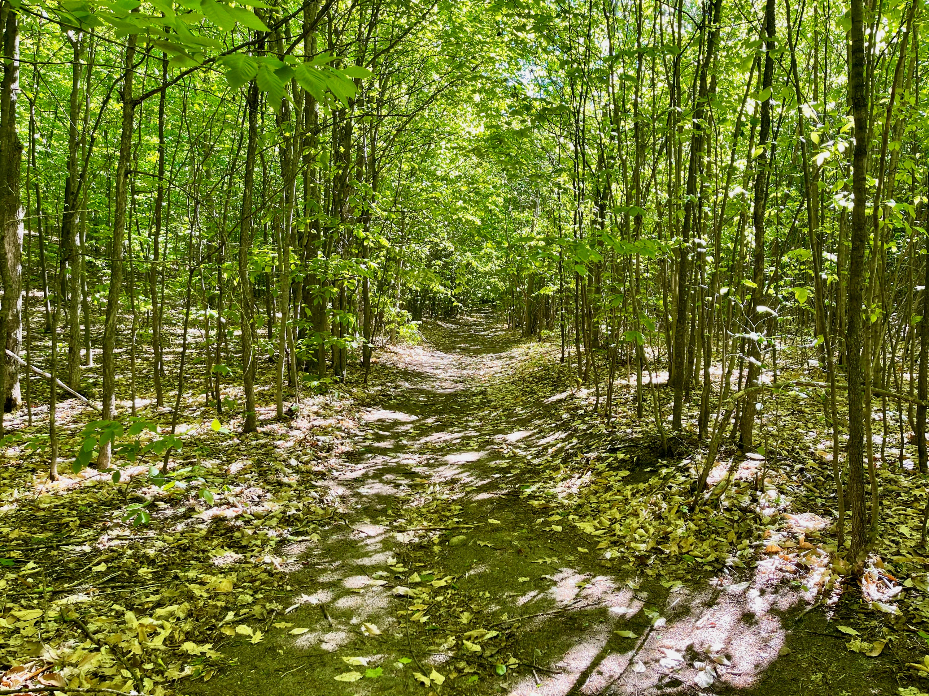 442 East Alexander Road Vanderbilt, MI 49795 - Photo 63 of 72 Gallery Image 63