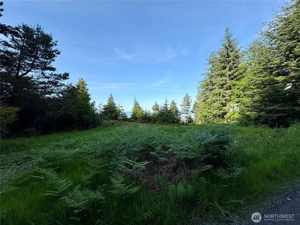 a view of a lush green space