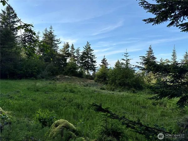 a view of a lush green space