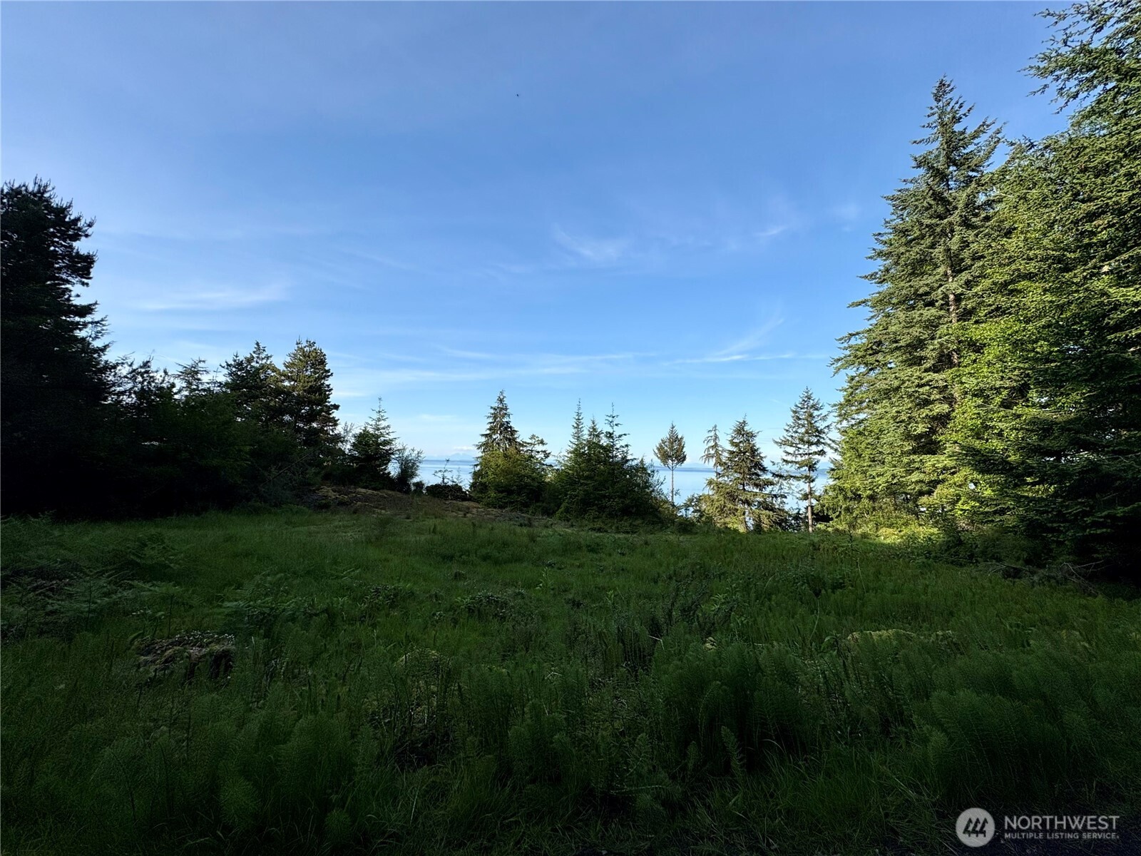 0 Raccoon Point Road, Unit LOT 19 Orcas Island, WA 98245 - Photo 20 of 29 a view of a big yard with a large tree and plants