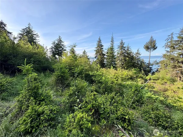 a view of a large trees with lots of plants in it