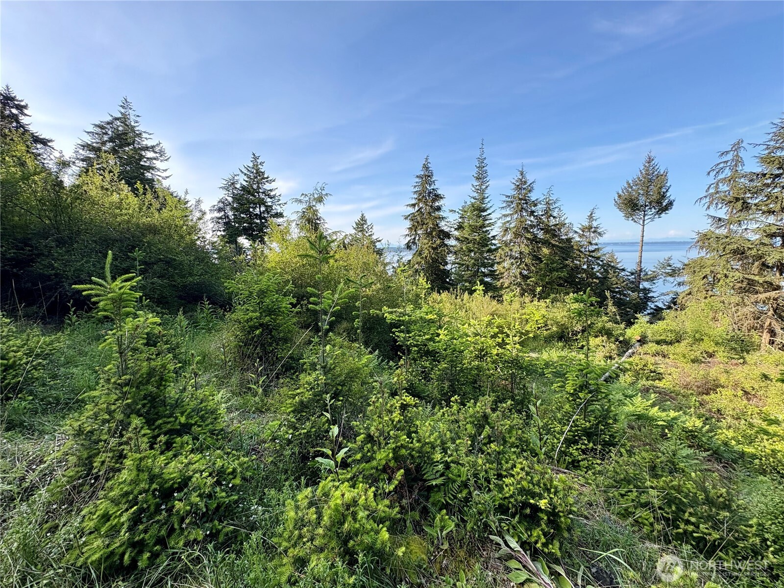 0 Raccoon Point Road, Unit LOT 19 Orcas Island, WA 98245 - Photo 21 of 29 a view of a large trees with lots of plants in it