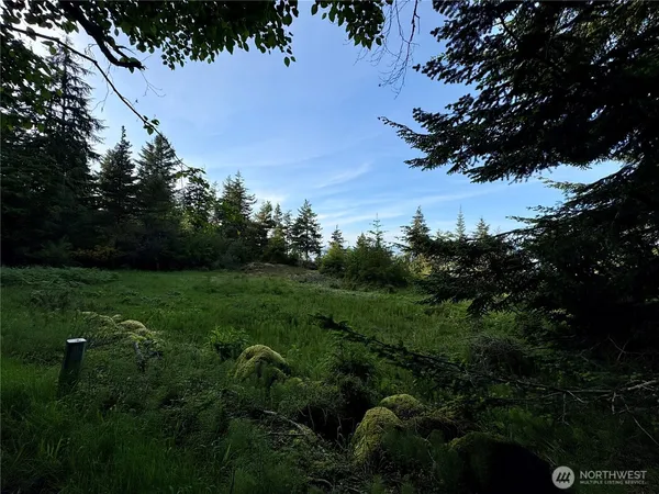 a view of a bunch of trees