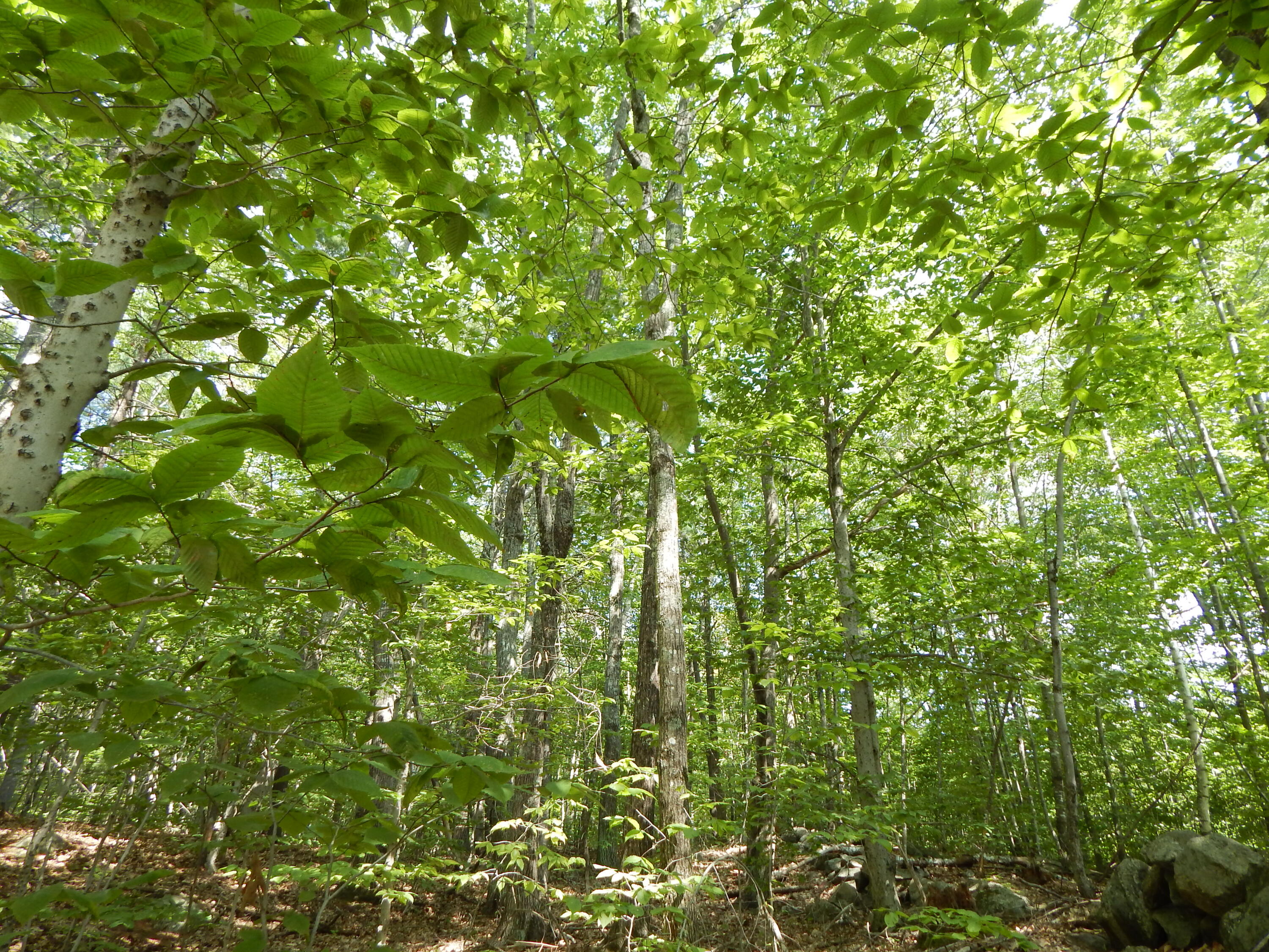 Lot 6 Maplecrest Road Parsonsfield, ME 04047 - Photo 16 of 17 DSCN3375