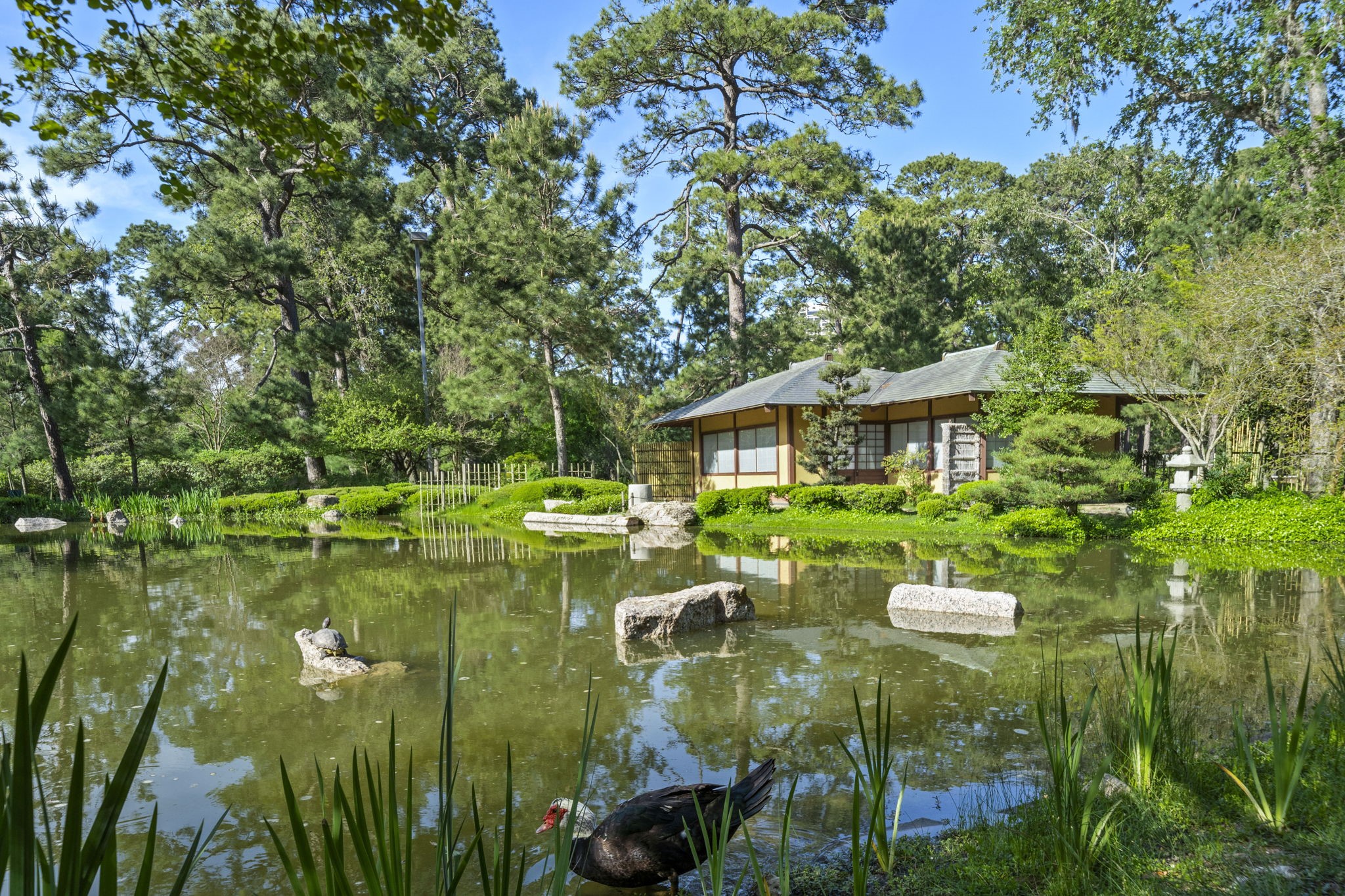 7447 Cambridge Street, Unit 65 Houston, TX 77054 - Photo 39 of 42 a view of a house with backyard outdoor seating and hardwood