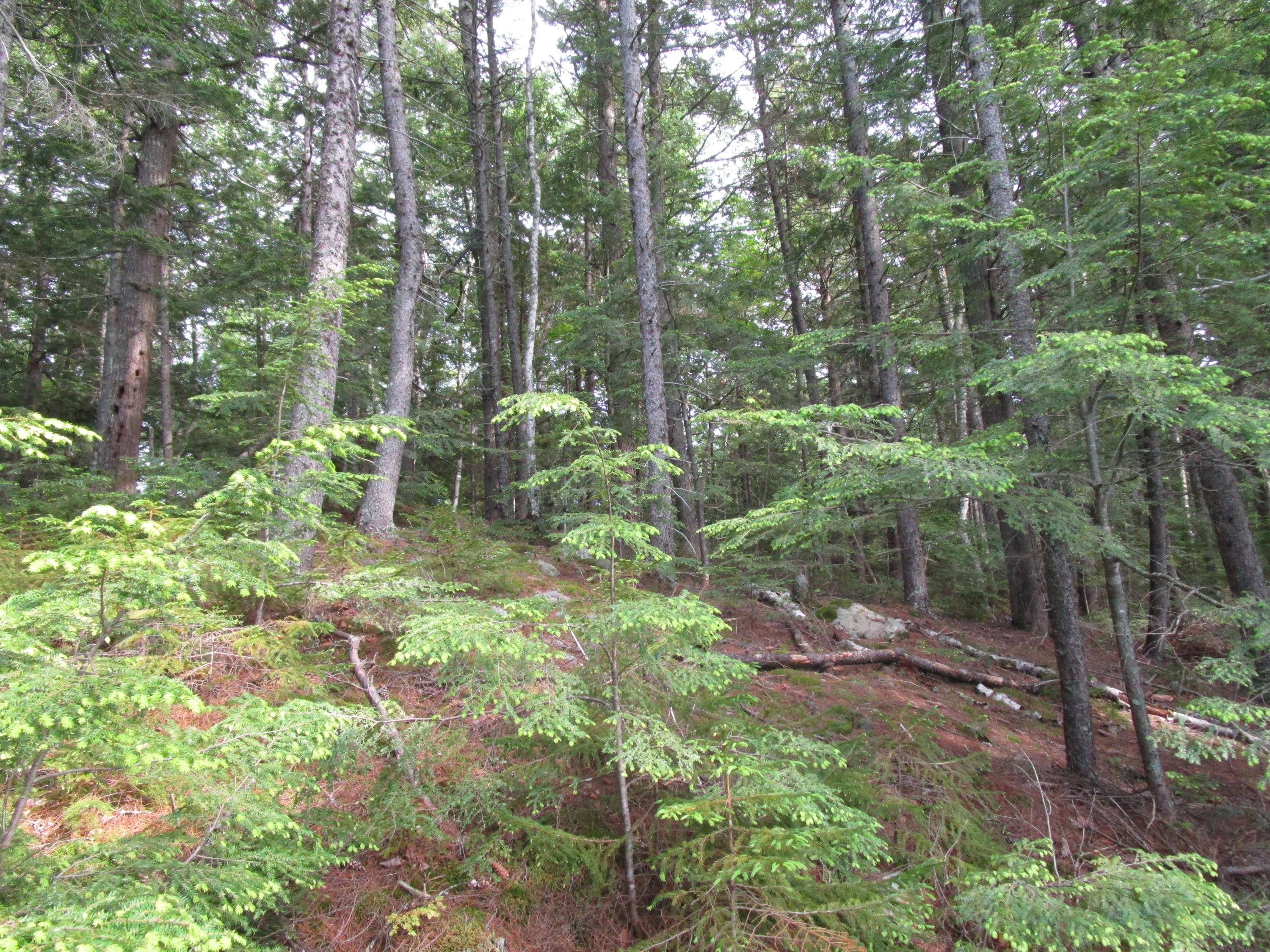 Lot#6 Elbow Lake Road Millinocket, ME 04462 - Photo 7 of 14 IMG_0707