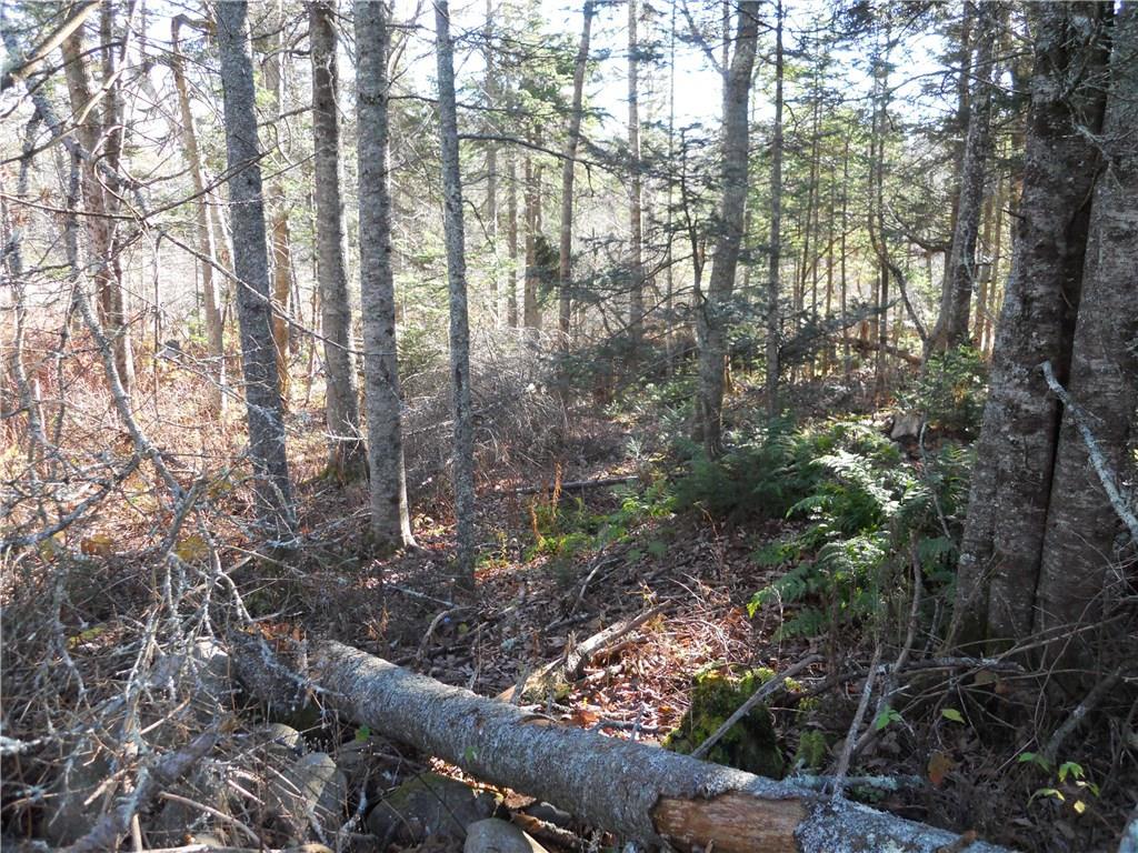 119 Church Turn Road Islesboro, ME 04848 - Photo 3 of 4 Wooded yard