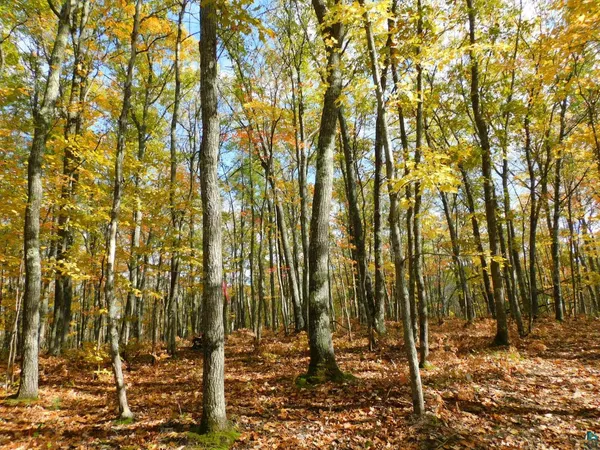 $46,000 | Xxxx Xxxx Sajdak Road, Iron River, WI 54847
