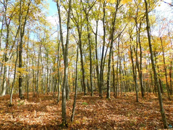 $46,000 | Xxxx Xxxx Sajdak Road, Iron River, WI 54847