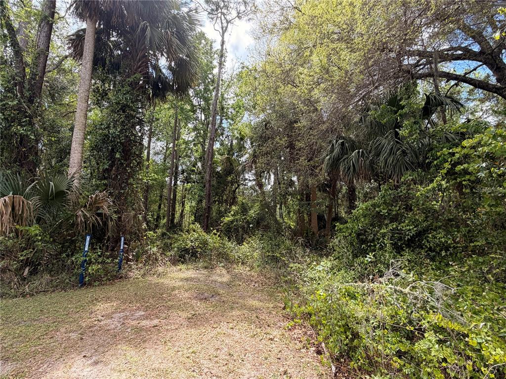 445 A County Road Astor, FL 32102 - Photo 3 of 8 a view of forest