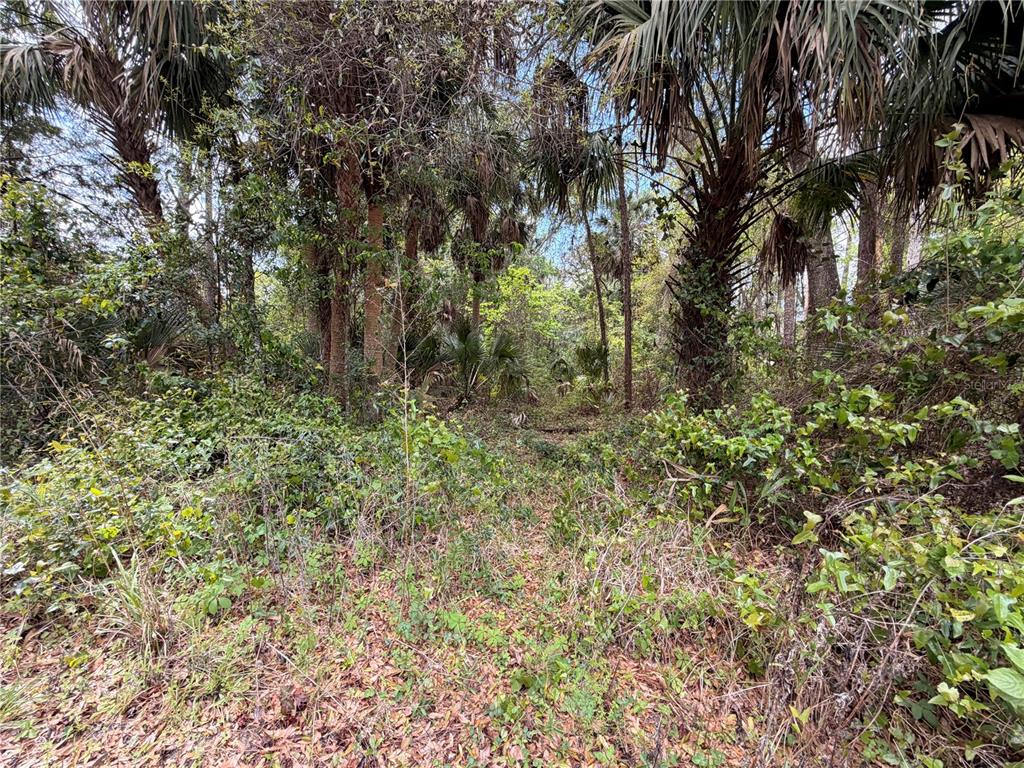 445 A County Road Astor, FL 32102 - Photo 4 of 8 a view of a lush green forest with large trees