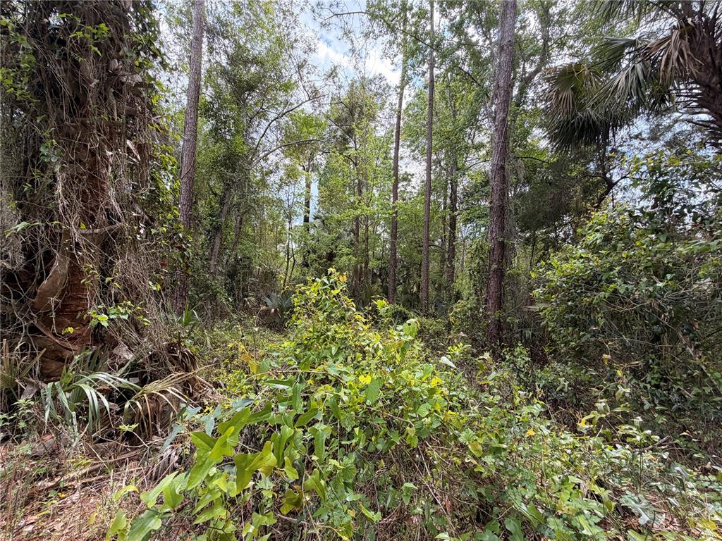 445 A County Road Astor, FL 32102 - Photo 5 of 8 a view of a forest with a tree