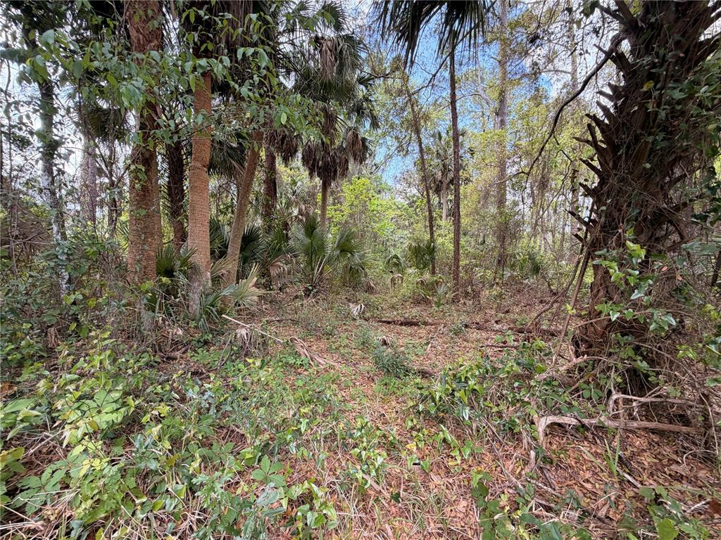 445 A County Road Astor, FL 32102 - Photo 6 of 8 a view of a forest with trees in the background