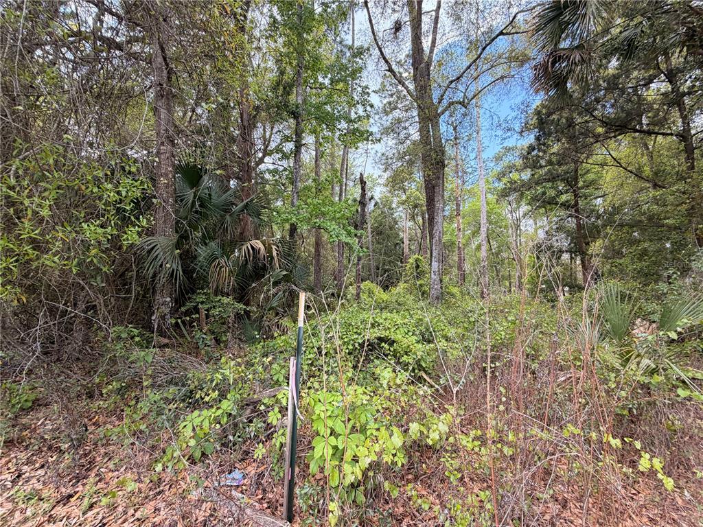445 A County Road Astor, FL 32102 - Photo 8 of 8 a backyard of a house with lots of green space