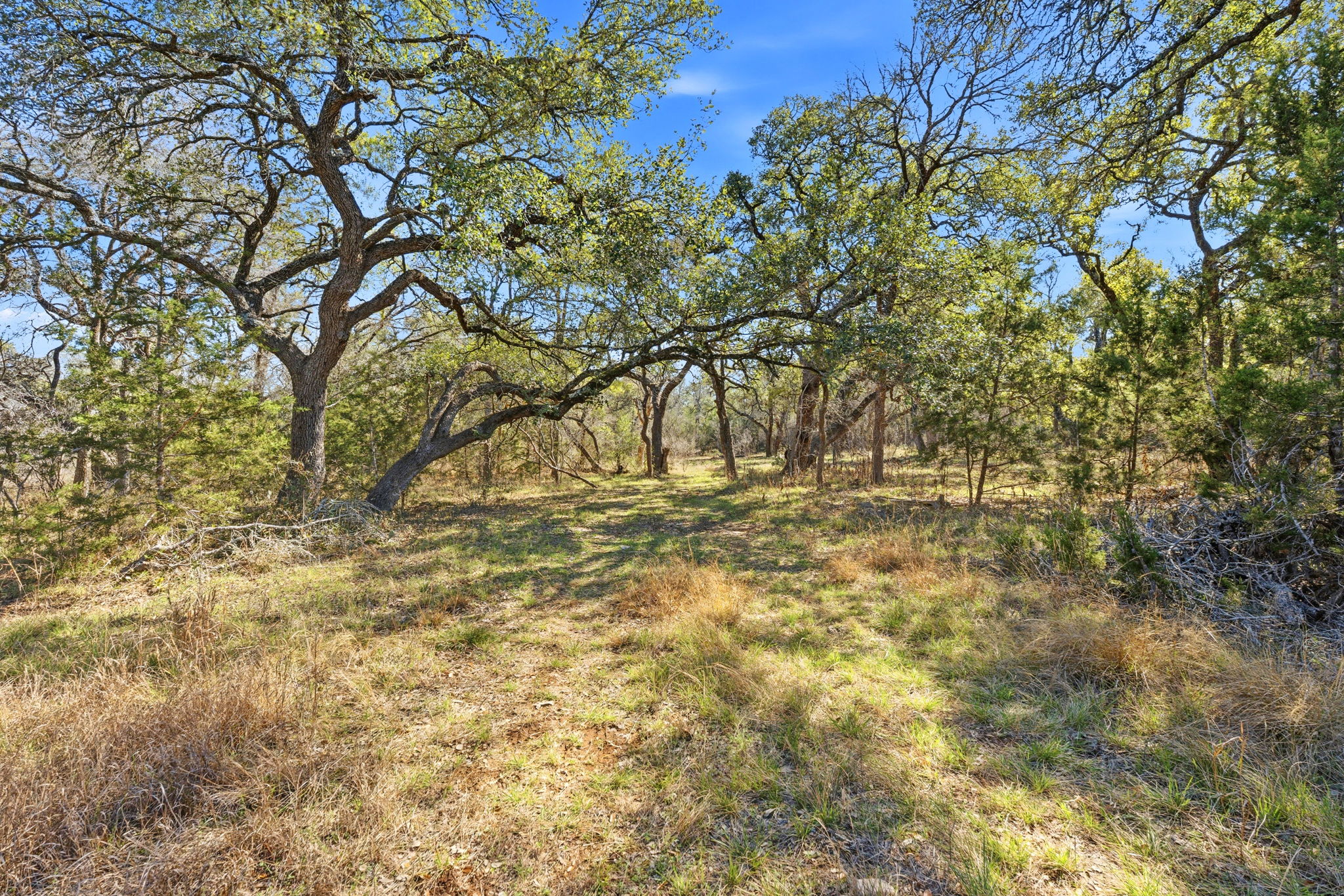 1081 Clark Cove Road Buda, TX 78610 - Photo 8 of 29 Amazing canopy of hardwood trees throughout the 7+ acres