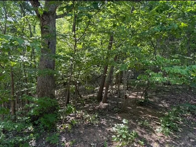 a view of a forest with a tree