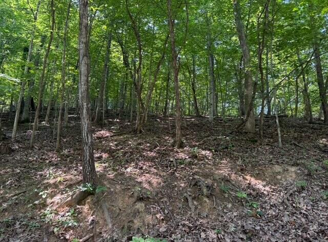 0 Zana Road Salem, VA 24153 - Photo 2 of 7 a view of a forest with trees in the background