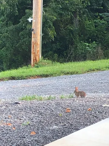 a view of a lake from a yard
