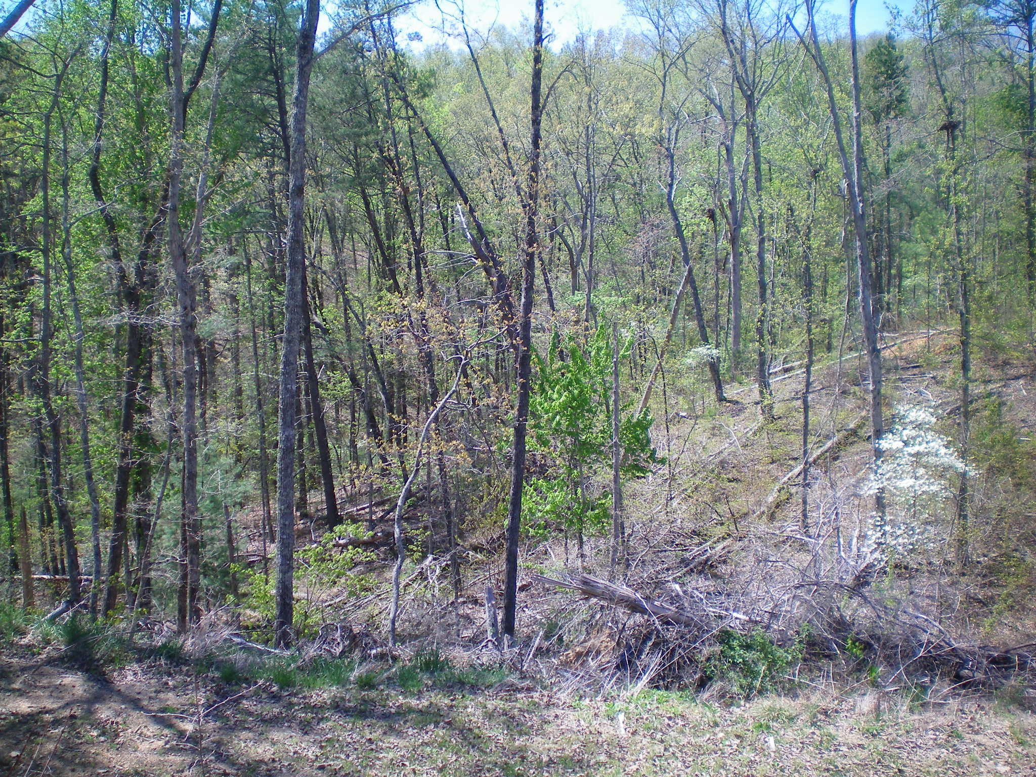 137 McSpadden Road Vonore, TN 37885 - Photo 3 of 29 103_0038