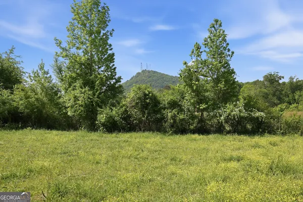 a view of a backyard with plants and large trees