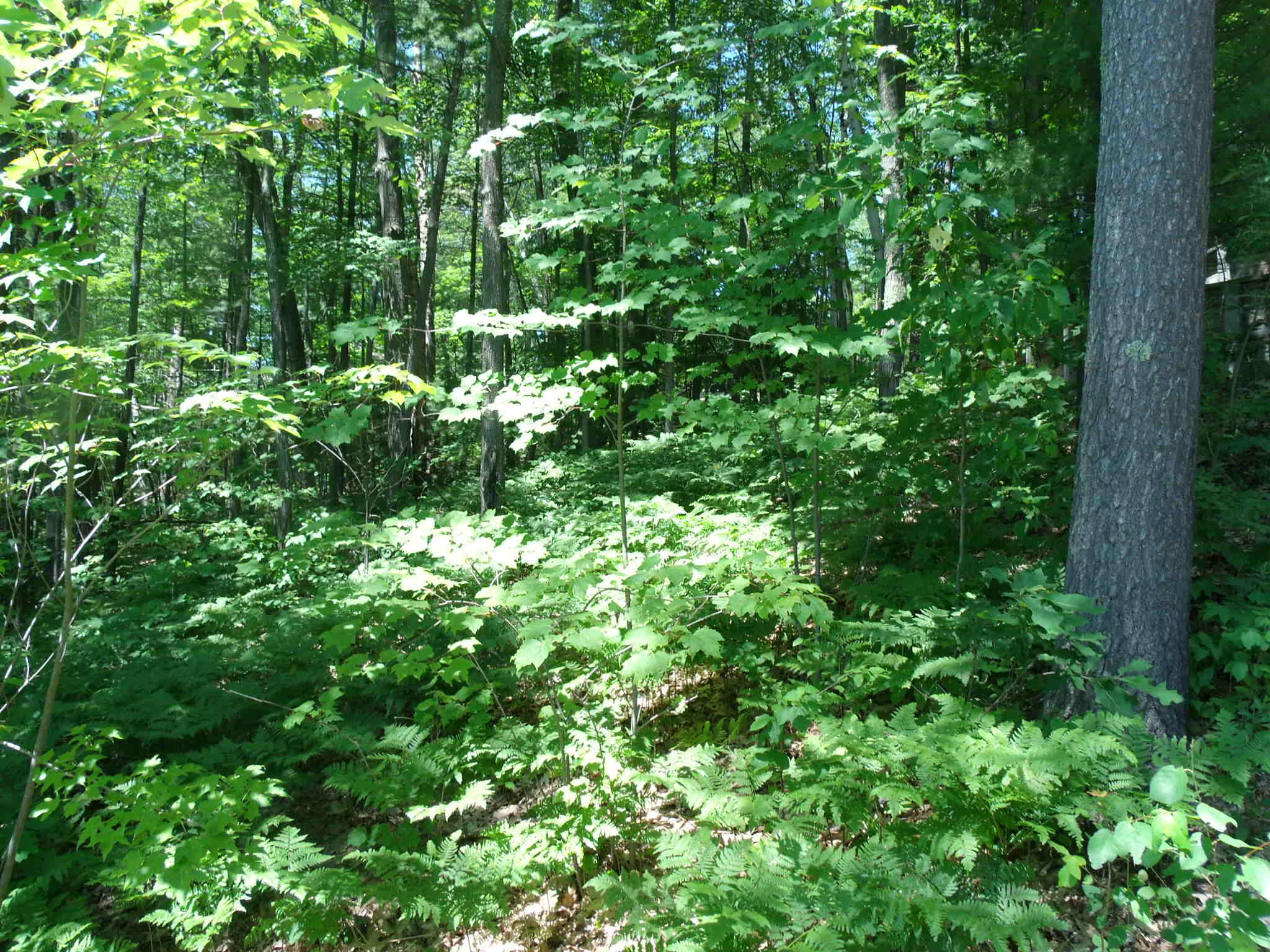 7171 Silver Lake Road Wolverine, MI 49799 - Photo 59 of 64 Gallery Image 59