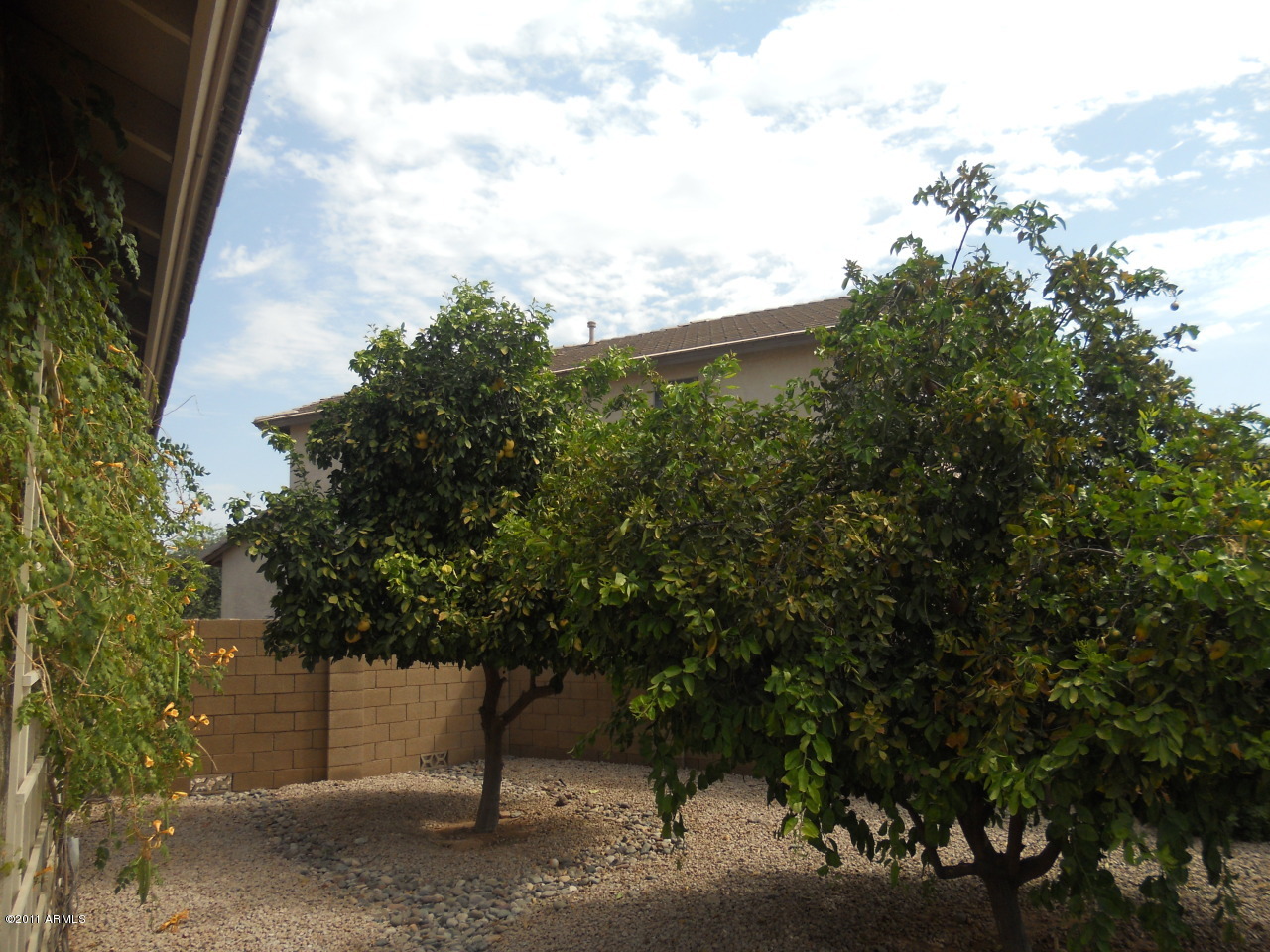 3847 East Cody Avenue Gilbert, AZ 85234 - Photo 25 of 26 Mature Citrus Trees