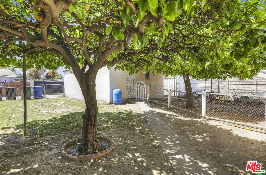 4053 Verdugo Road Los Angeles, CA 90065 - Photo 42 of 45 a tree in the middle of a yard